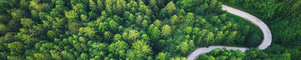 Overhead view of forested road